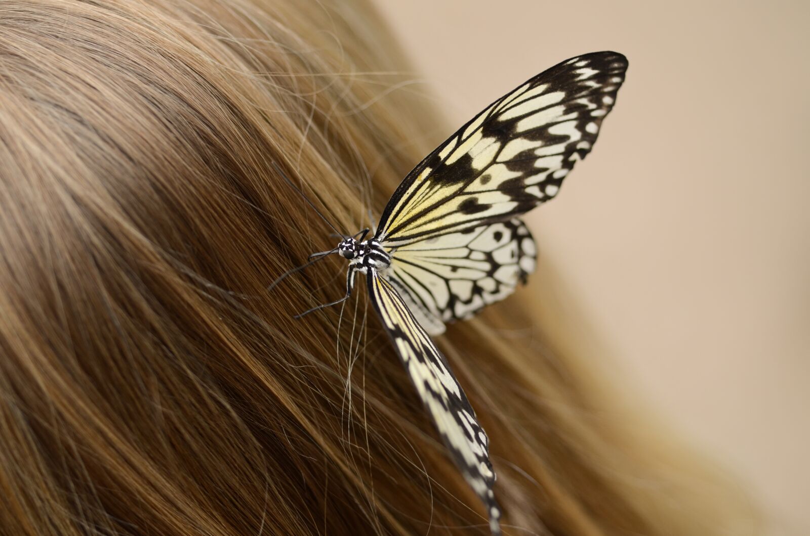Nikon D7000 sample photo. Butterfly, hair, sitting photography