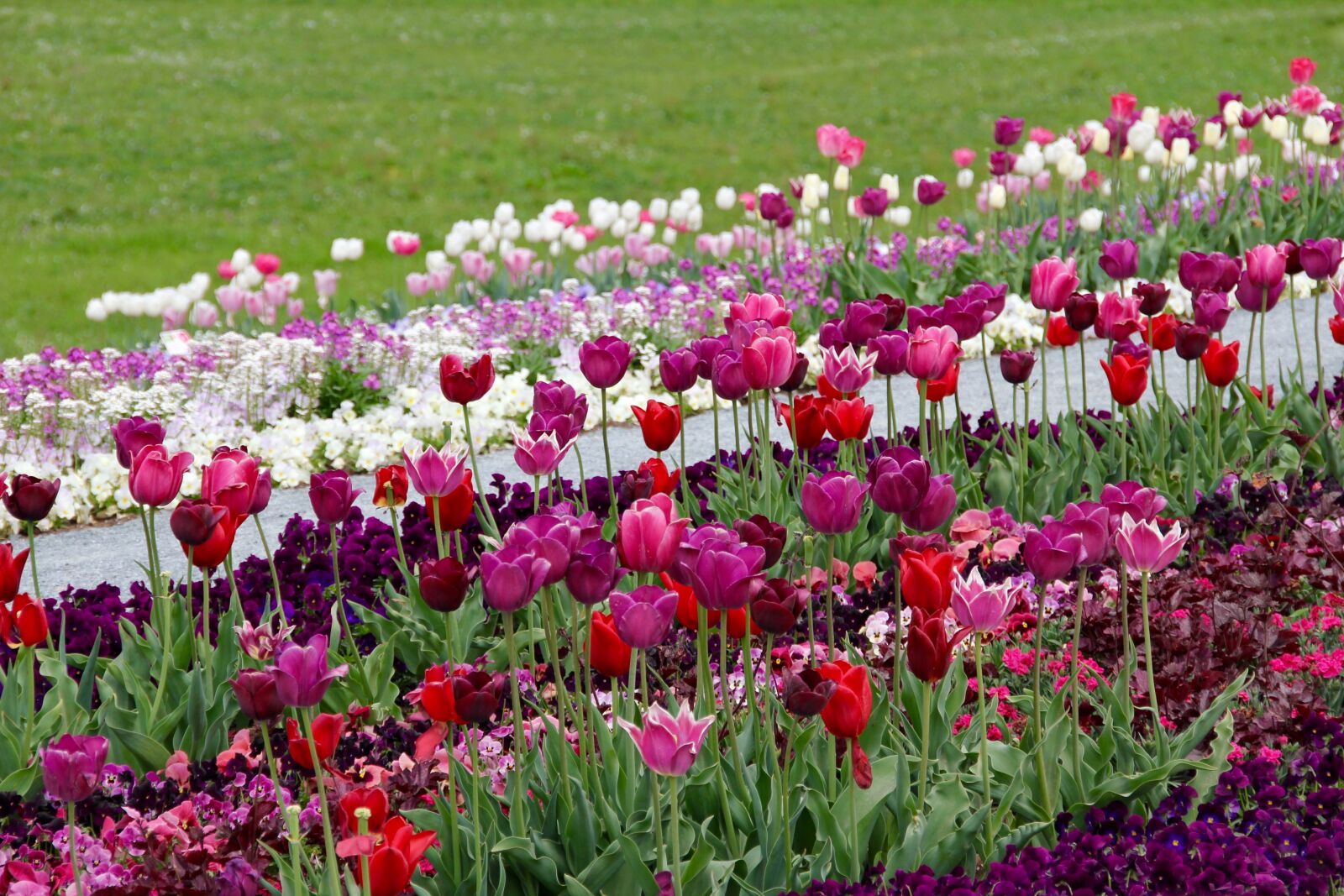 Canon EOS 60D sample photo. Tulips, tulipa, tulpenzwiebel photography