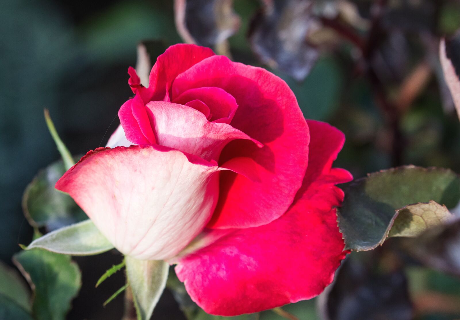 Canon EF-S 55-250mm F4-5.6 IS STM sample photo. Rose, blossom, bloom photography