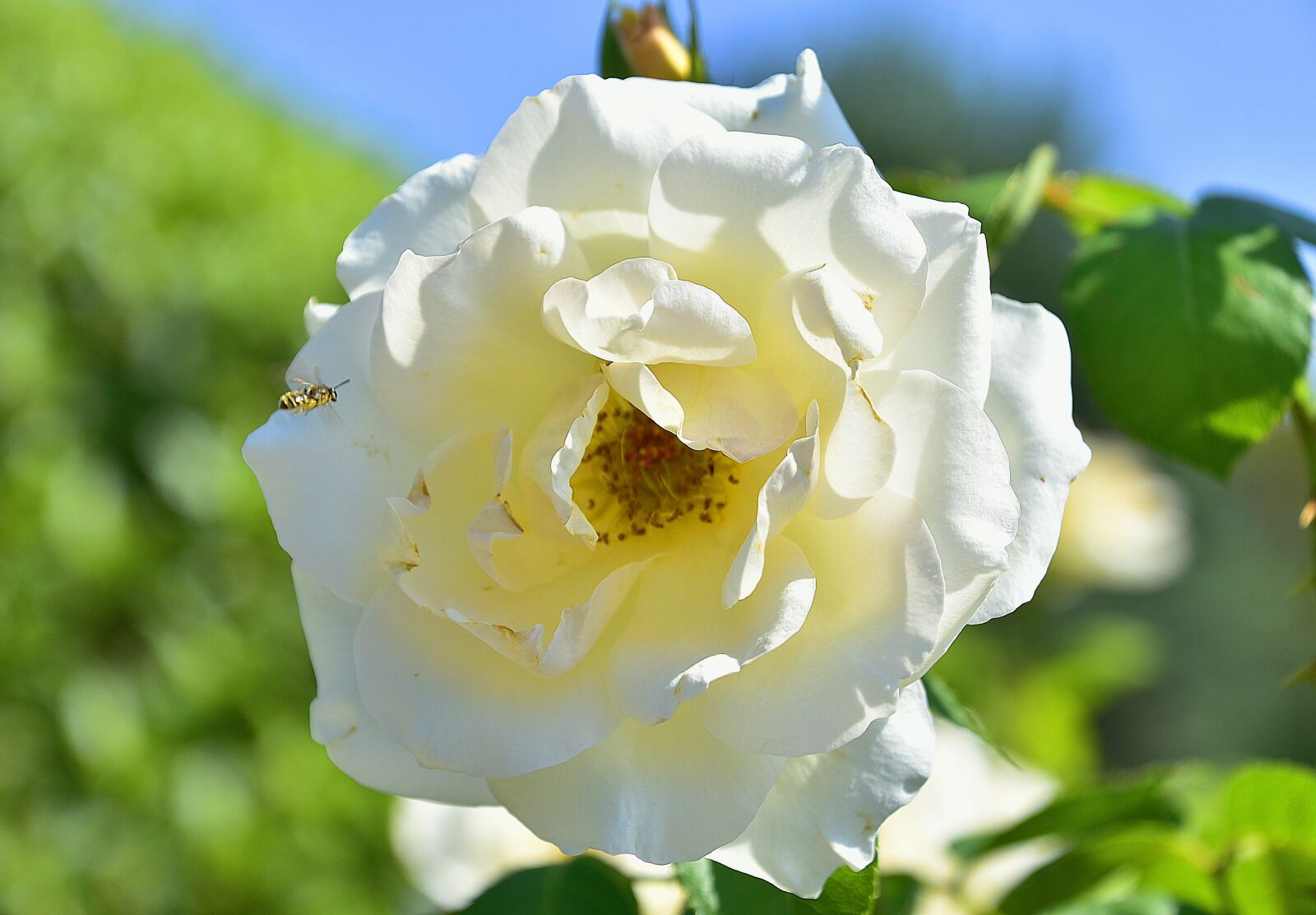 Nikon D7200 sample photo. Flower, garden, petals photography