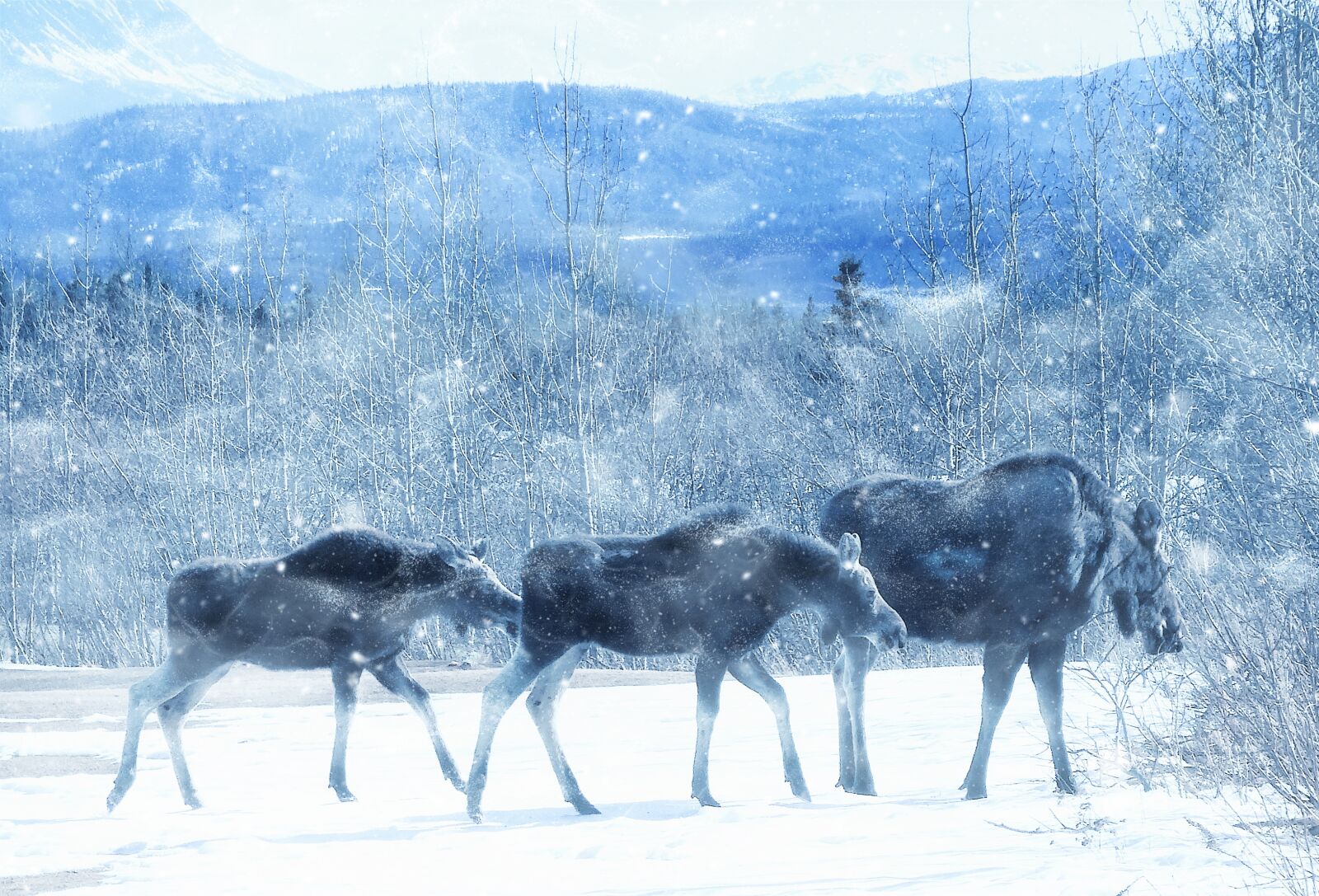 Sony Cyber-shot DSC-HX20V sample photo. Moose, wildlife, animal photography