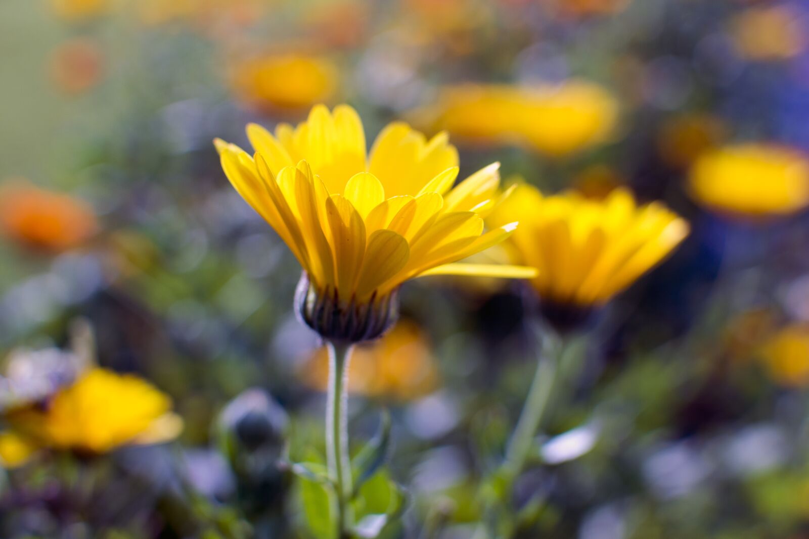Nikon D3200 sample photo. Flower, nature, beauty photography
