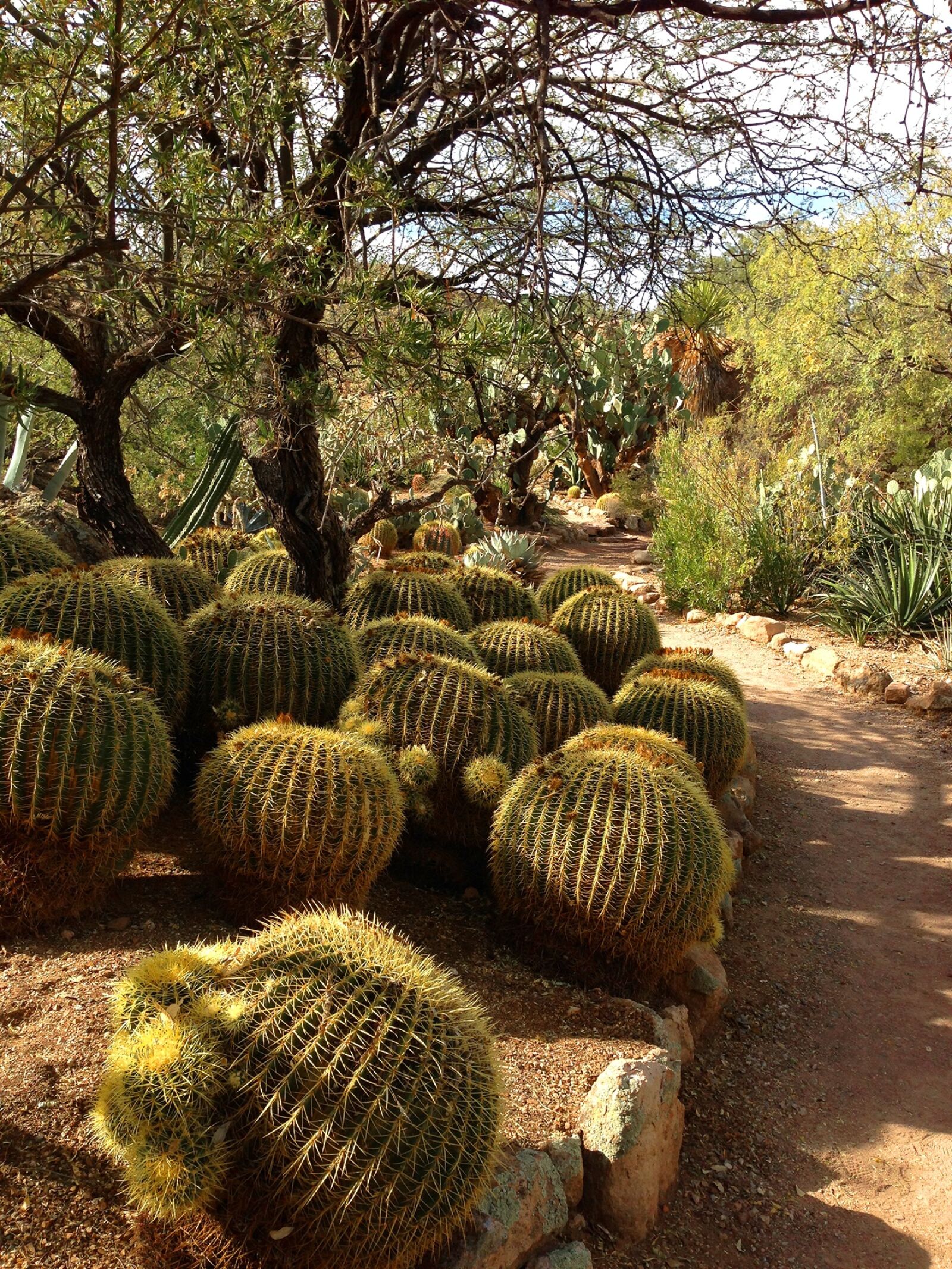 iPhone 5 back camera 4.12mm f/2.4 sample photo. Barrel cacti, garden path photography