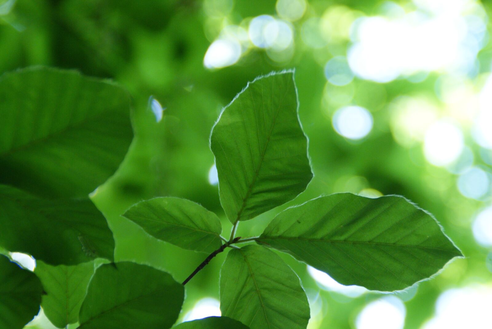 Sony Alpha DSLR-A200 sample photo. Leaf, against light, green photography