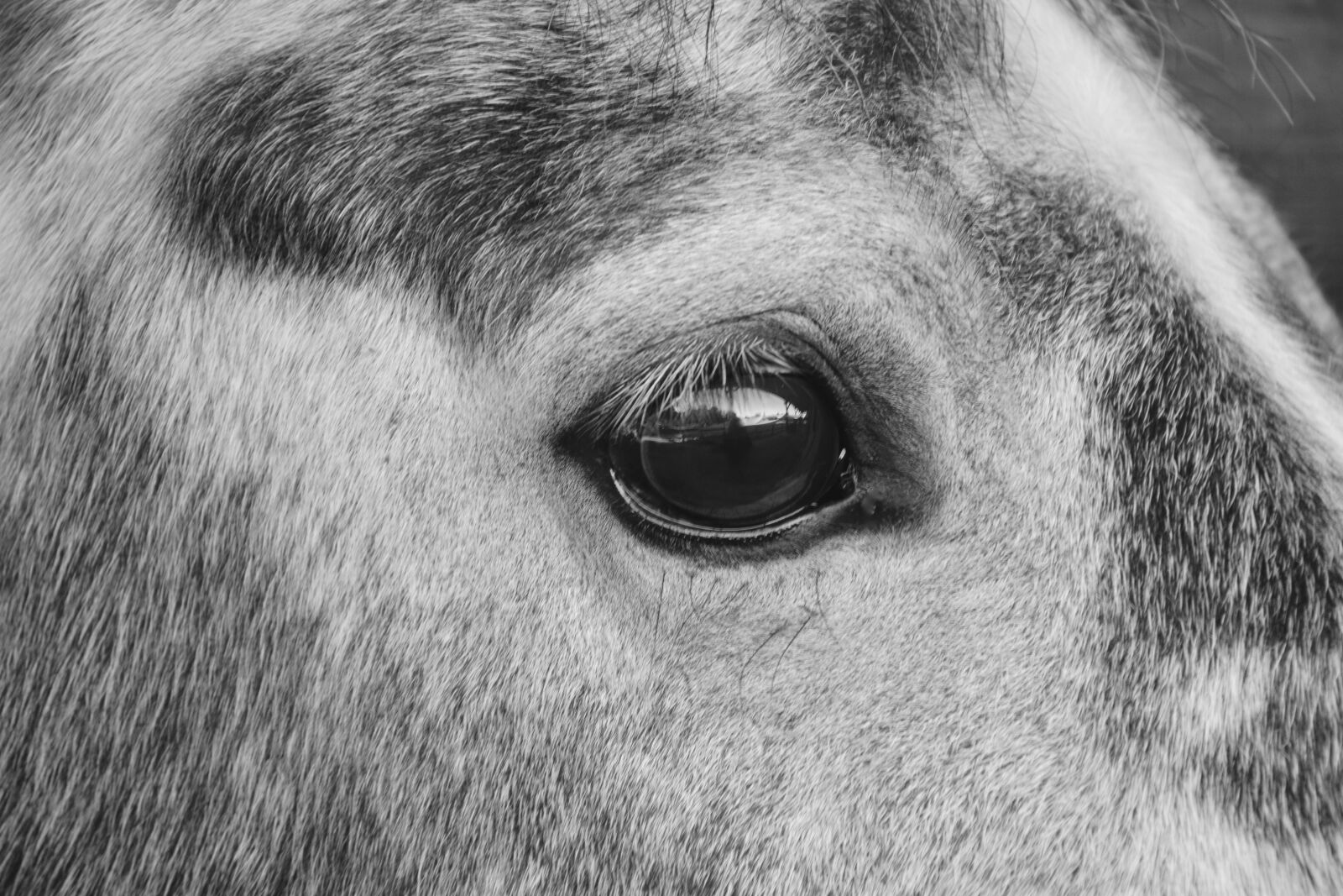 Nikon D5200 sample photo. Horse, horse eye, photo photography