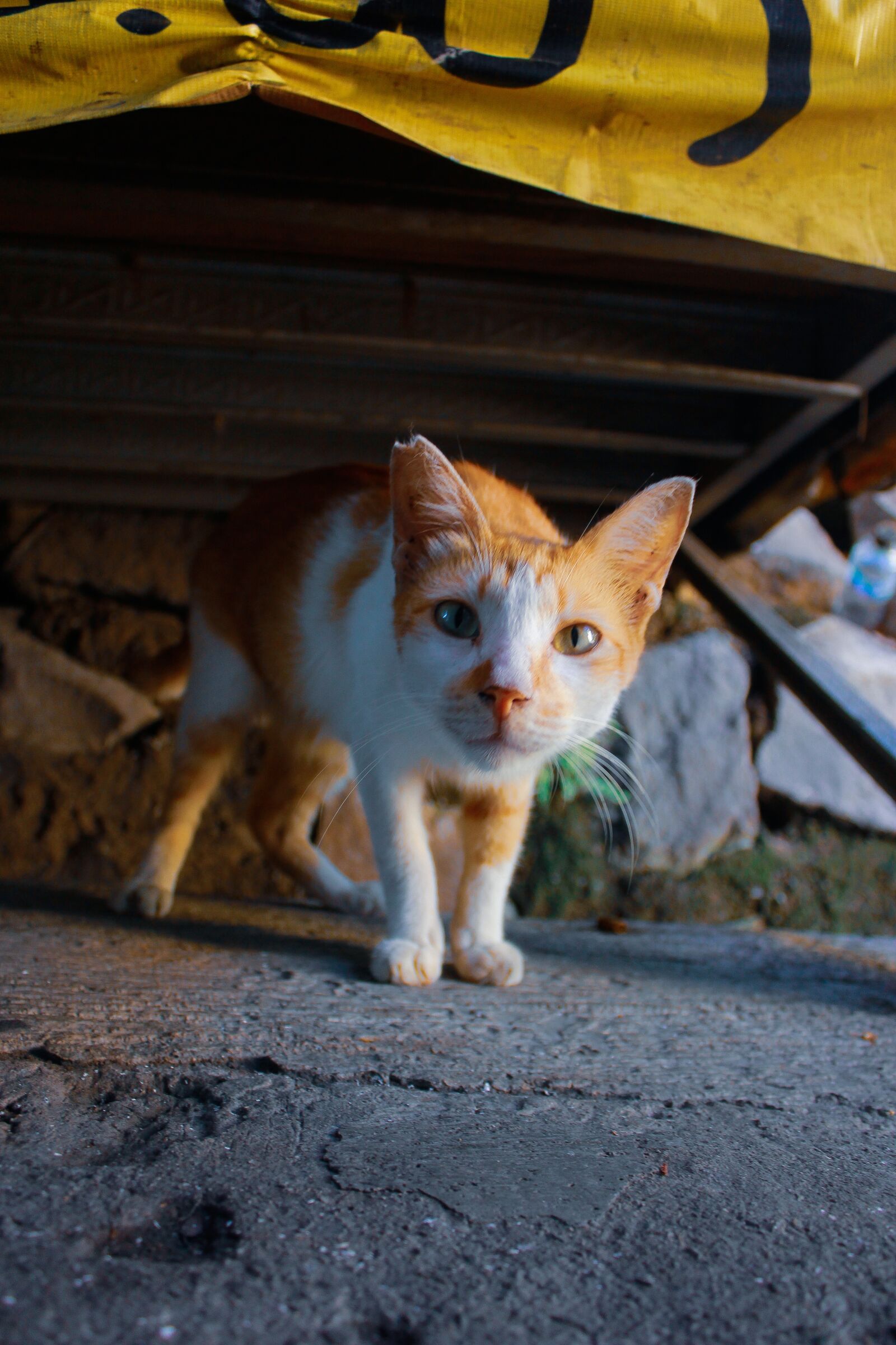 Canon EOS 60D sample photo. Cat orange, cat, face photography