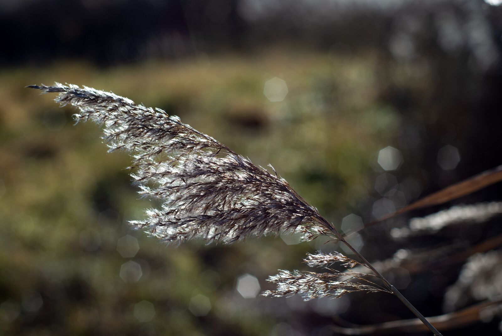 Nikon D80 sample photo. Straw, plant, nature photography