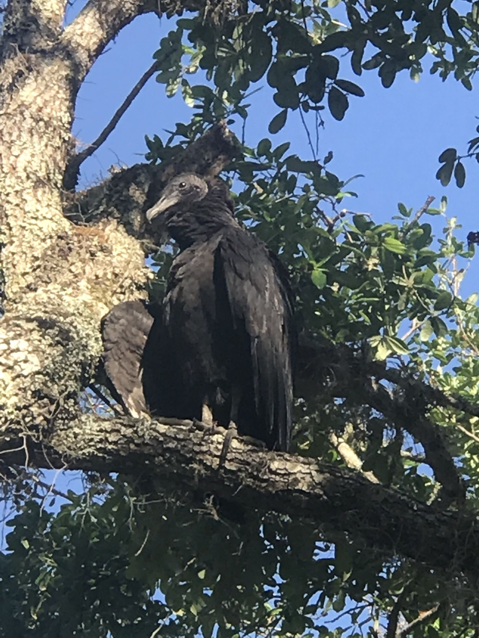 Apple iPhone 7 Plus sample photo. Tree, florida, blackbird photography