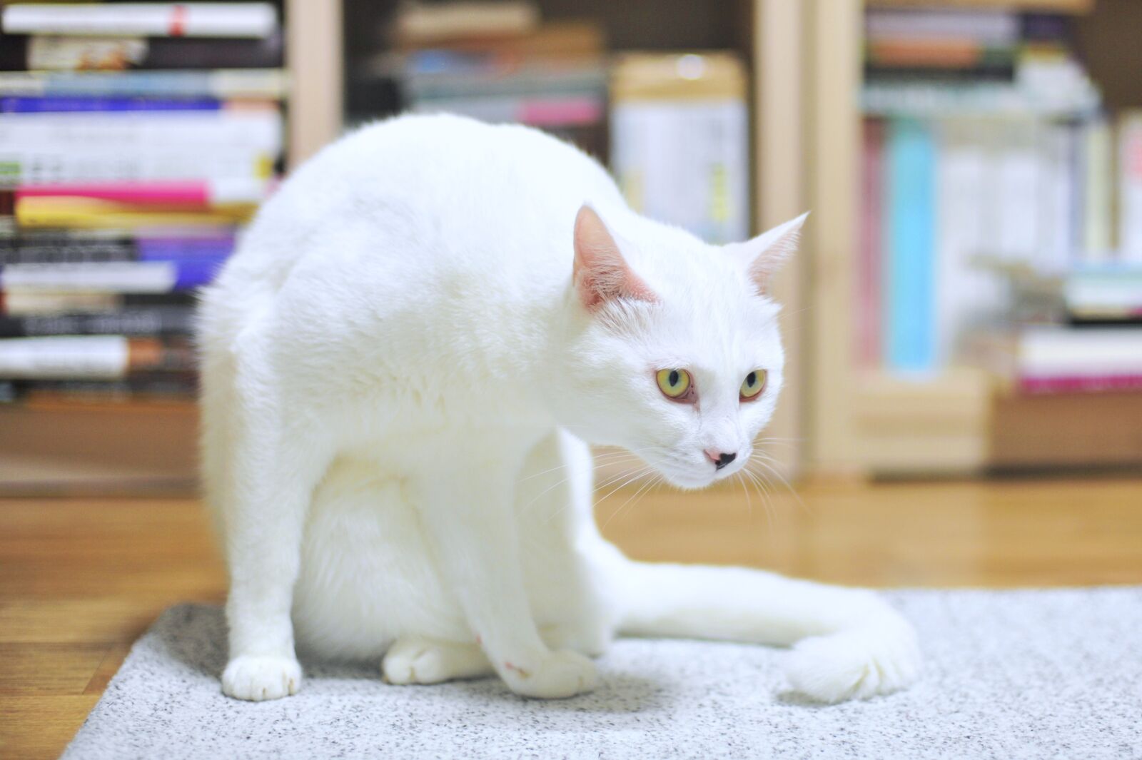 Nikon D700 sample photo. Cat, white cat, cats photography