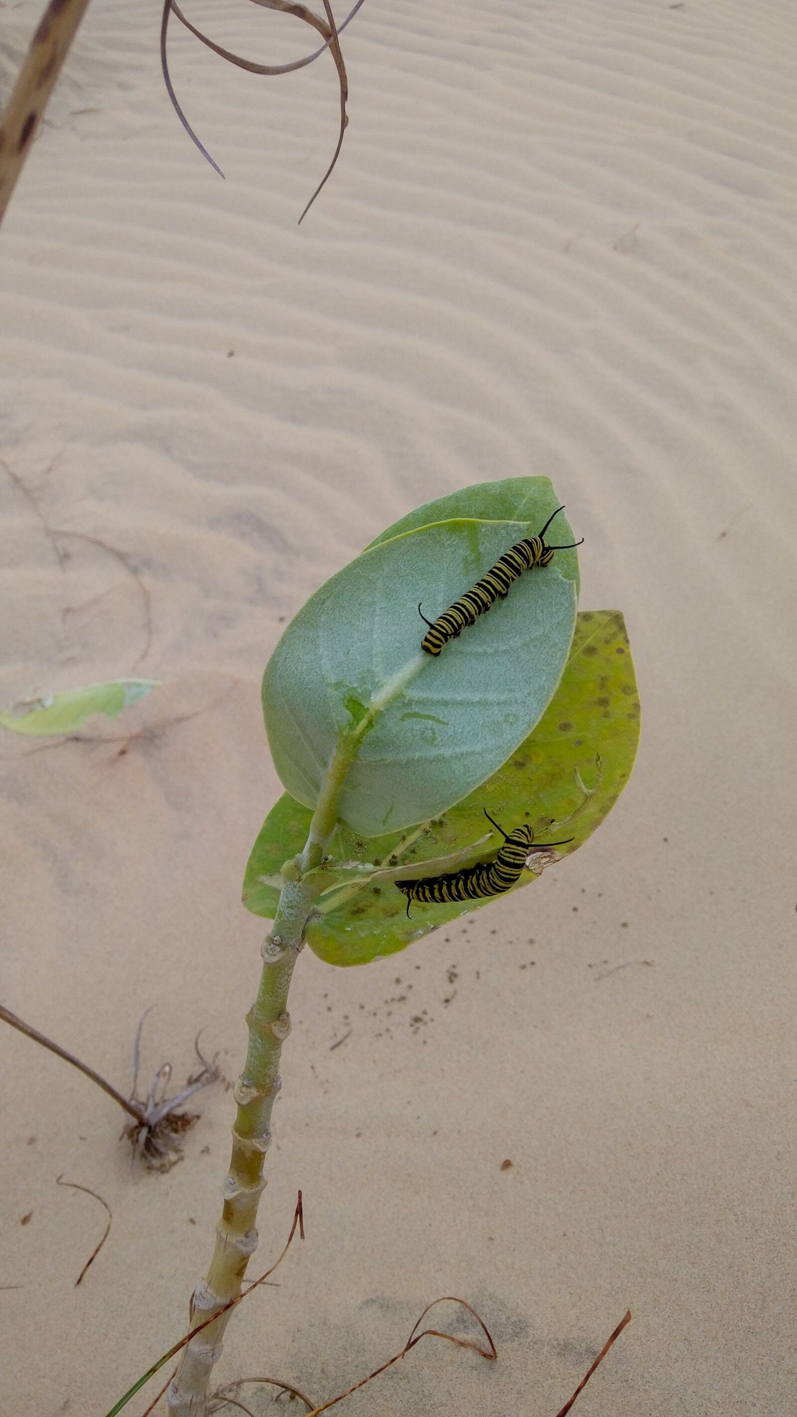 Xiaomi MIX sample photo. Caterpillar, plant, food photography