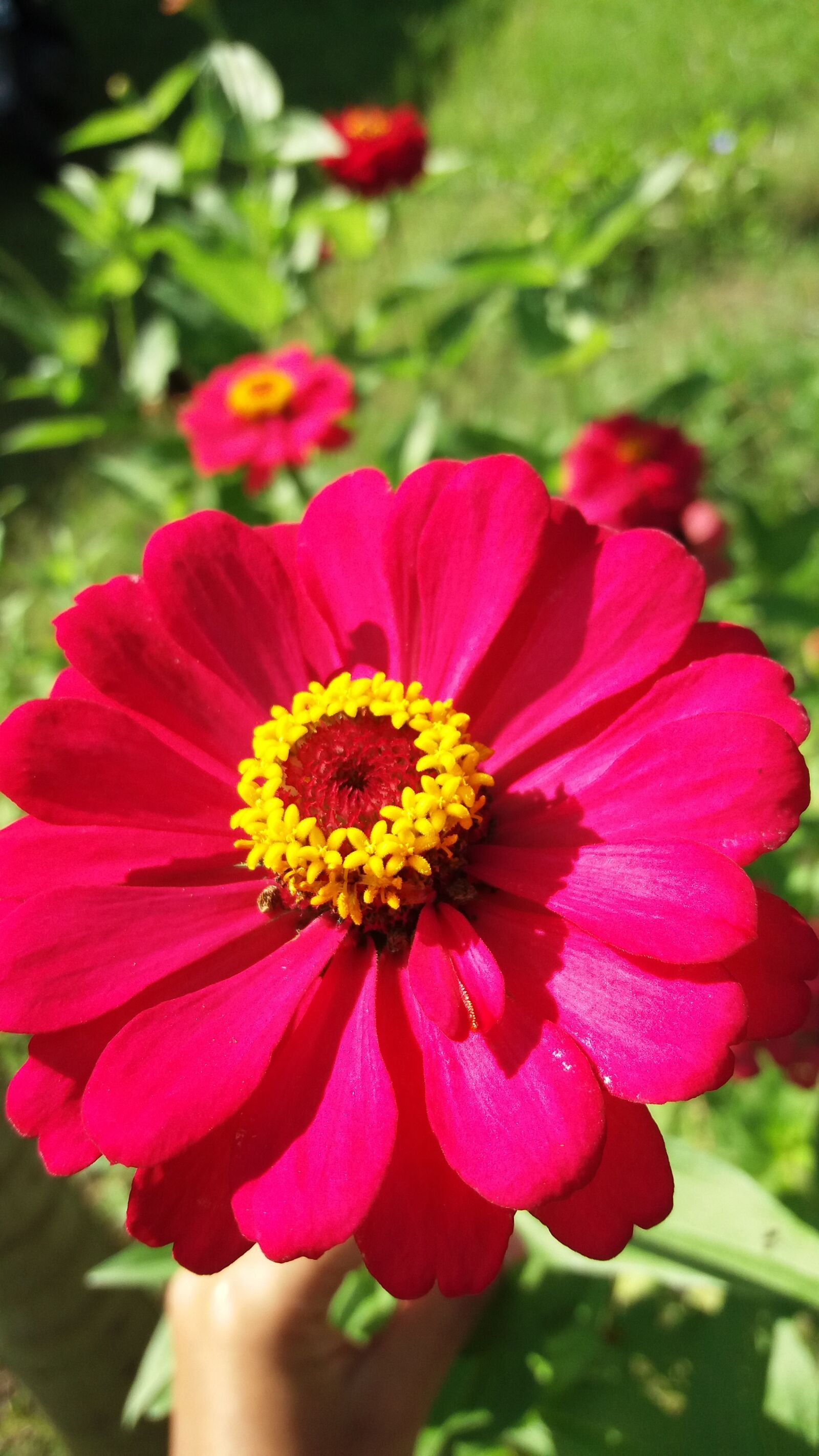 Samsung Galaxy J5(2016) sample photo. Flower, red, yellow photography