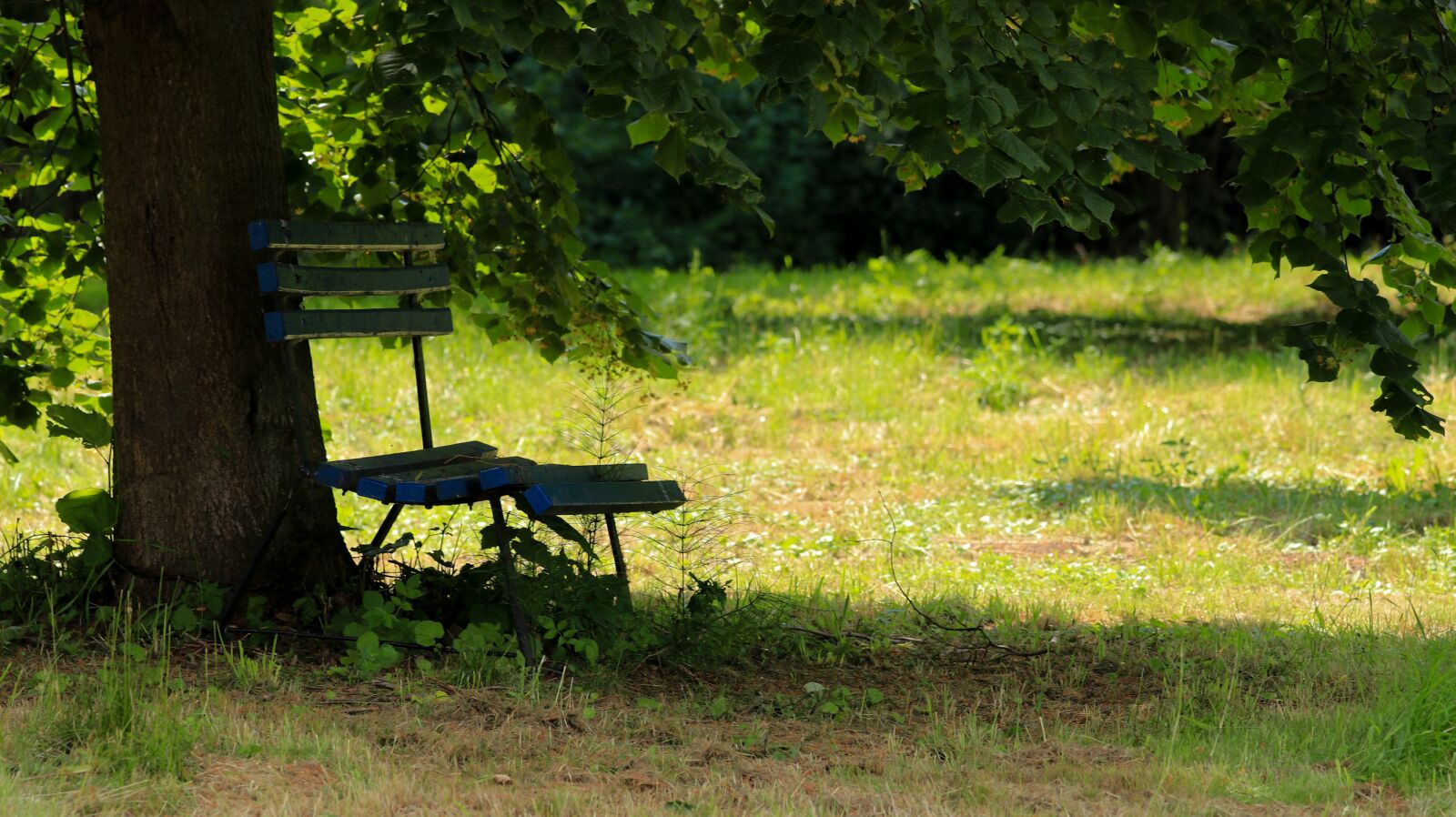 150-600mm F5-6.3 DG OS HSM | Contemporary 015 sample photo. Bank, tree, park photography
