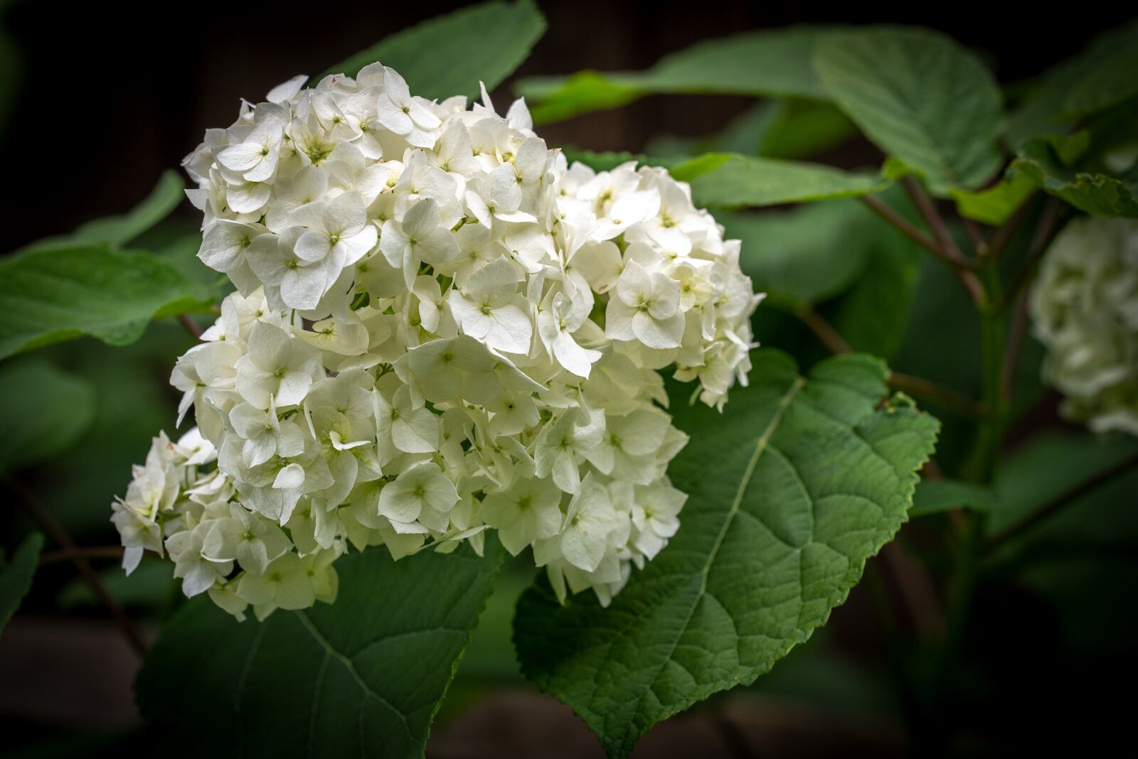 Nikon D750 sample photo. Blossom, bloom, white photography