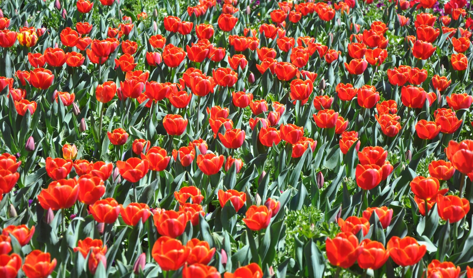 Nikon D90 sample photo. Flower, tulip, red photography