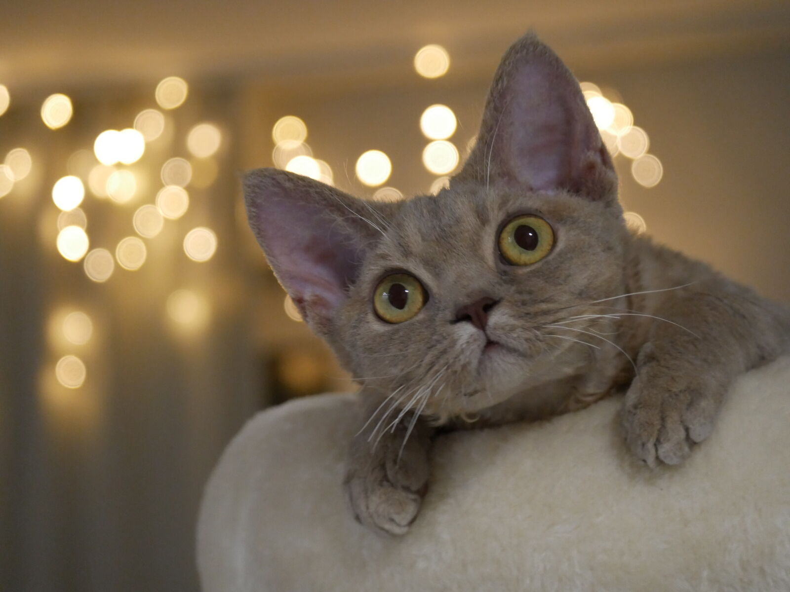 Panasonic Lumix G Vario 45-150mm F4-5.6 ASPH Mega OIS sample photo