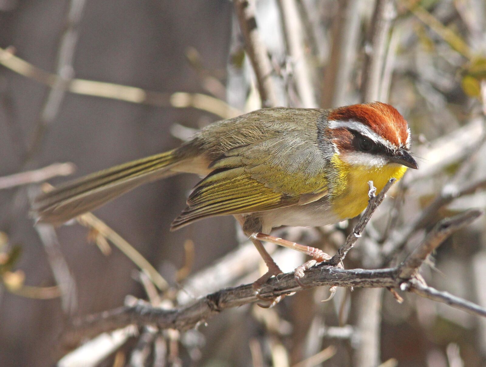 Canon EF 300mm F4L IS USM sample photo