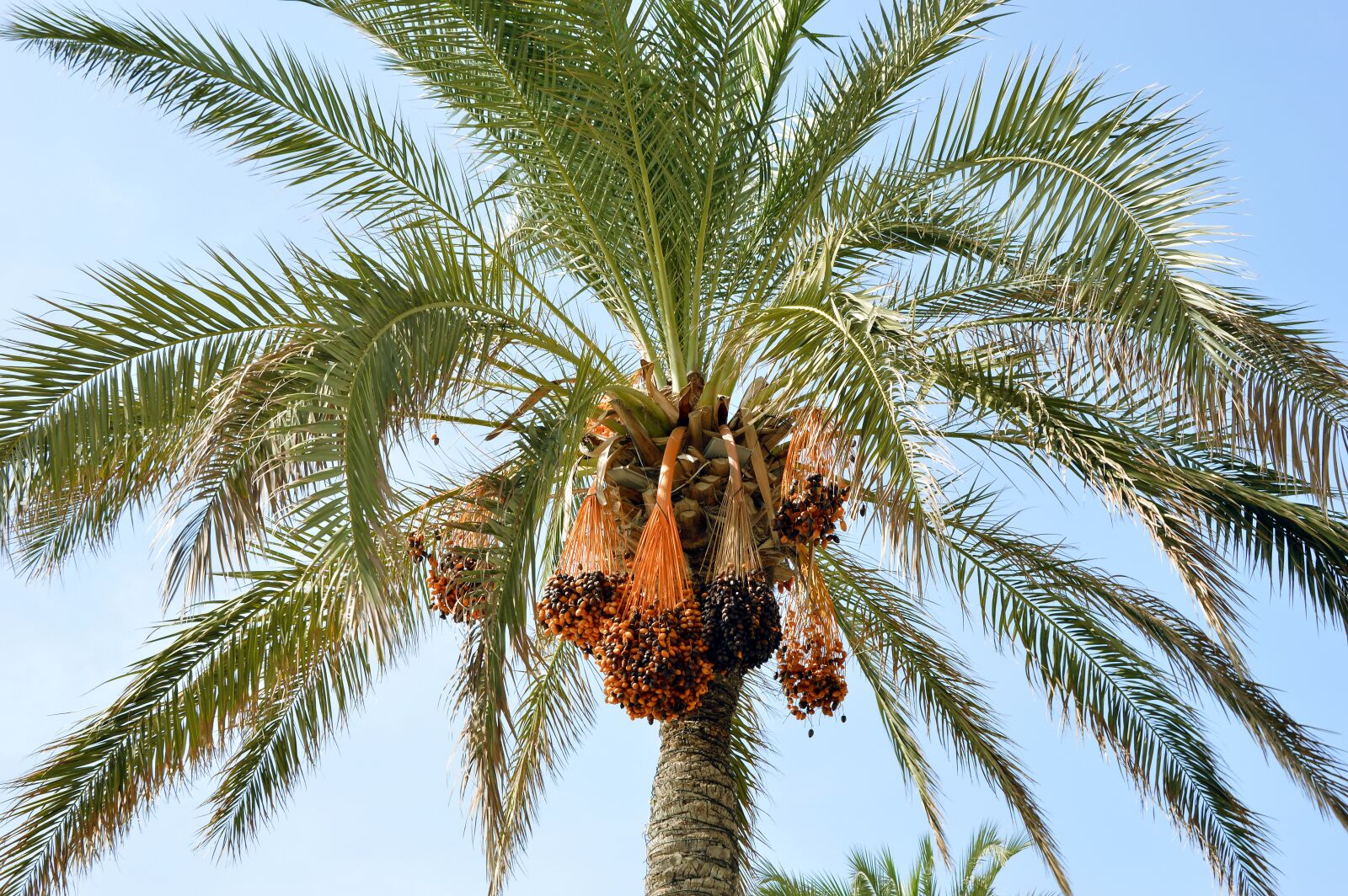 Nikon D3200 sample photo. Palm, tree, palm fronds photography