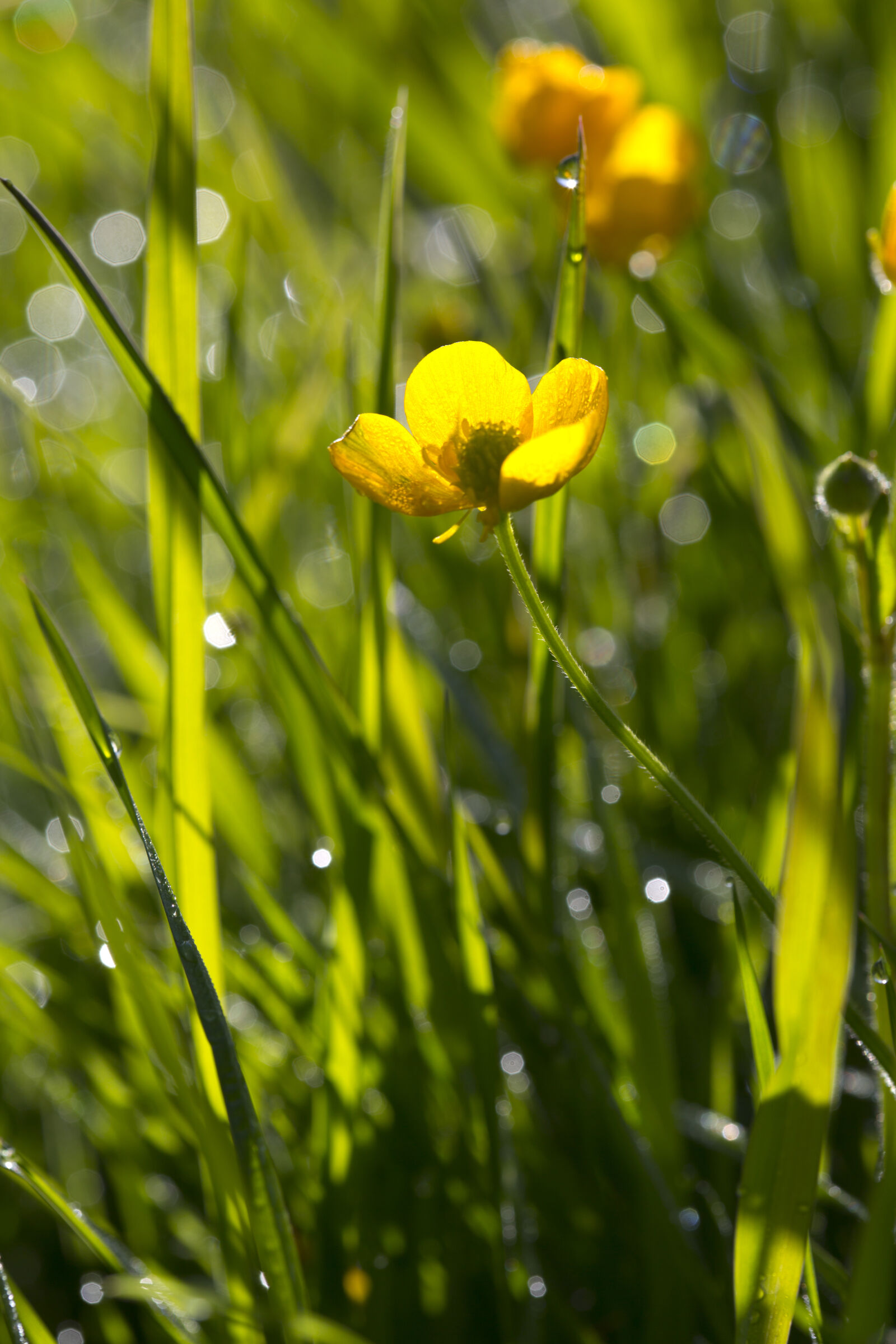 Canon EF 100mm F2.8 Macro USM sample photo