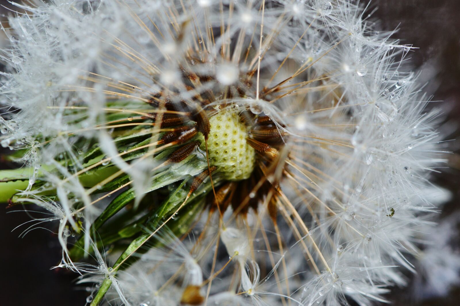Nikon D3200 sample photo. Dandelion, plant, rain photography
