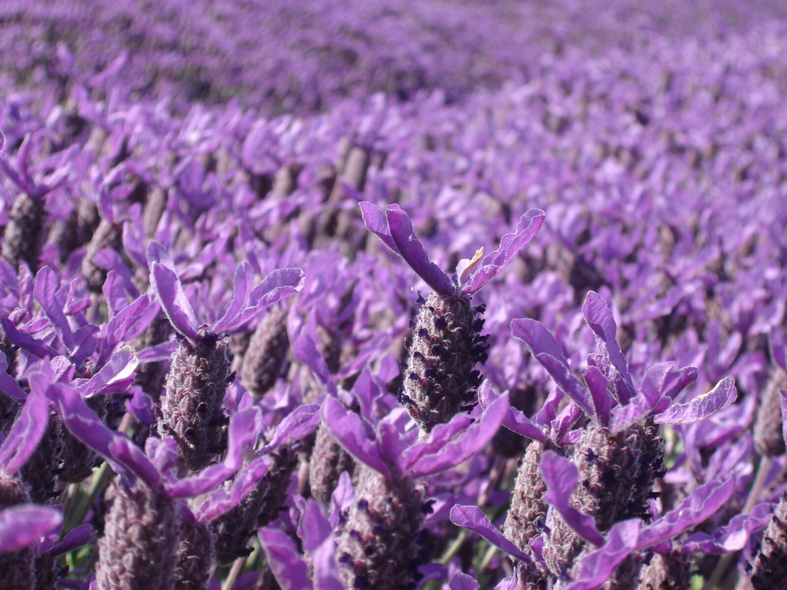 Sony DSC-P73 sample photo. Lavender, purple, crop photography