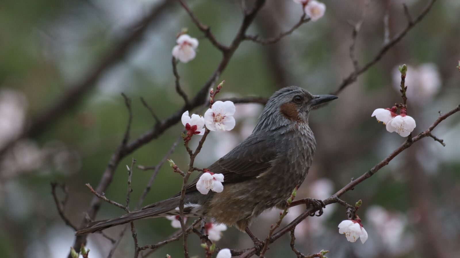 Canon EOS 750D (EOS Rebel T6i / EOS Kiss X8i) sample photo. Nature, wood, outdoors photography