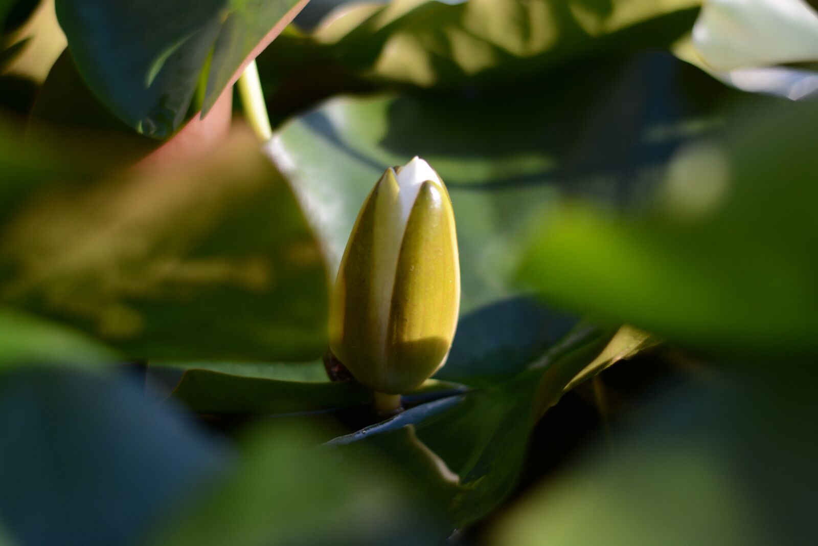 Nikon D7100 sample photo. Waterlily, green, pond photography