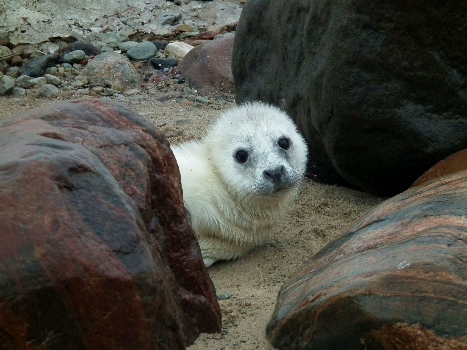 FujiFilm FinePix HS10 (FinePix HS11) sample photo. Seal, seal puppy, puppy photography
