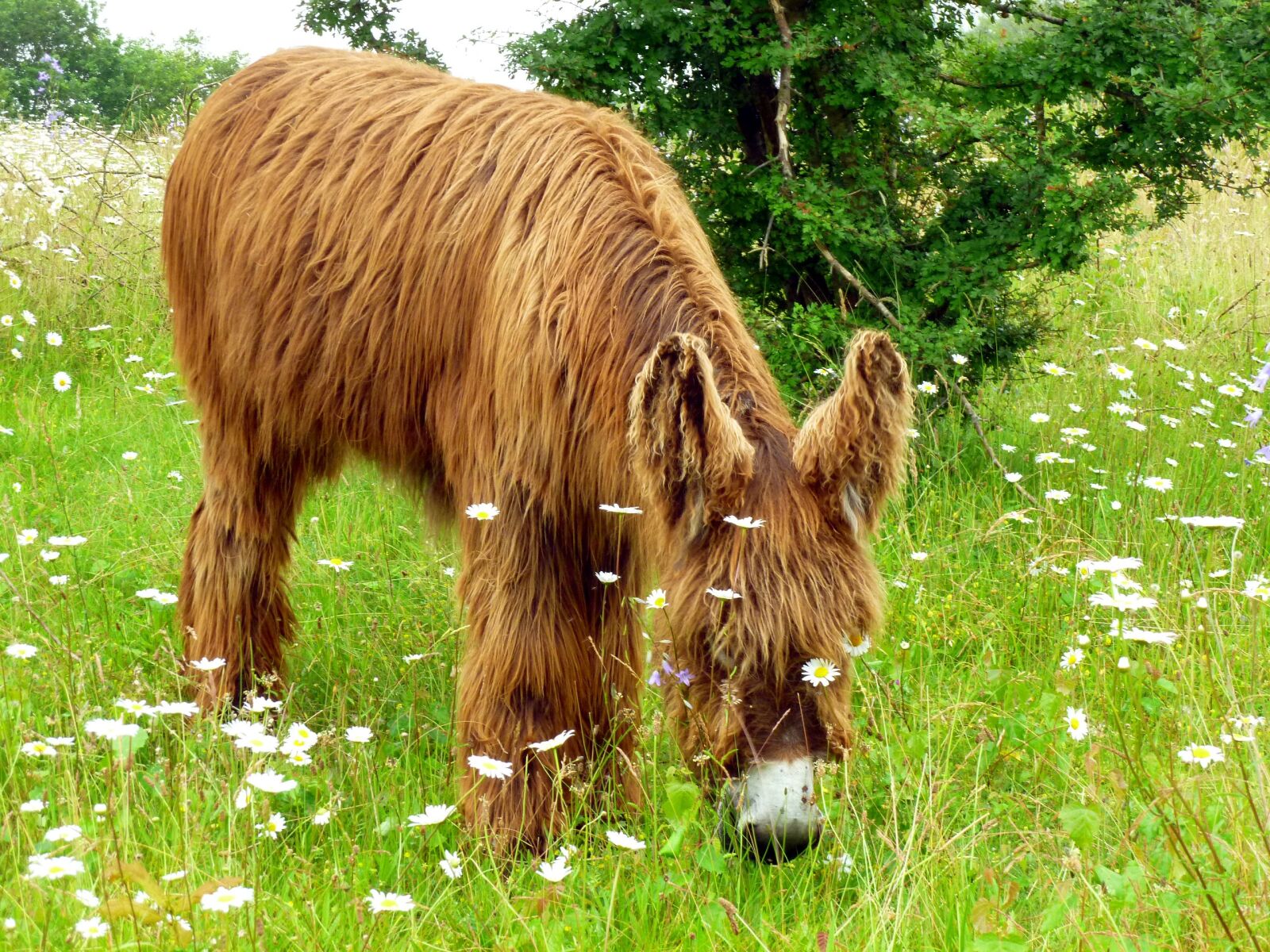 Panasonic DMC-FS37 sample photo. Donkey, animal, long haired photography