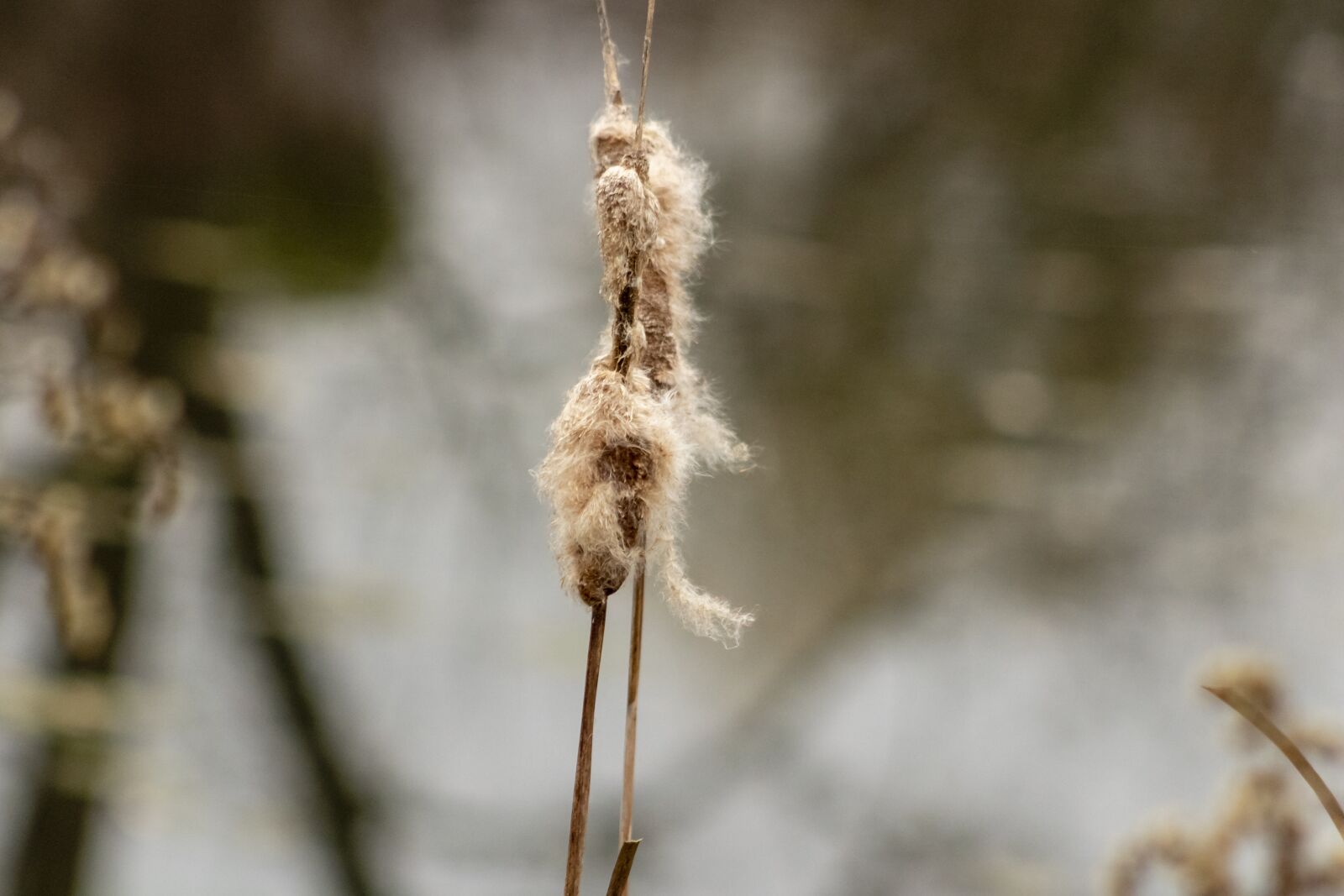Canon EF75-300mm f/4-5.6 sample photo. Cattail, mace, crop photography