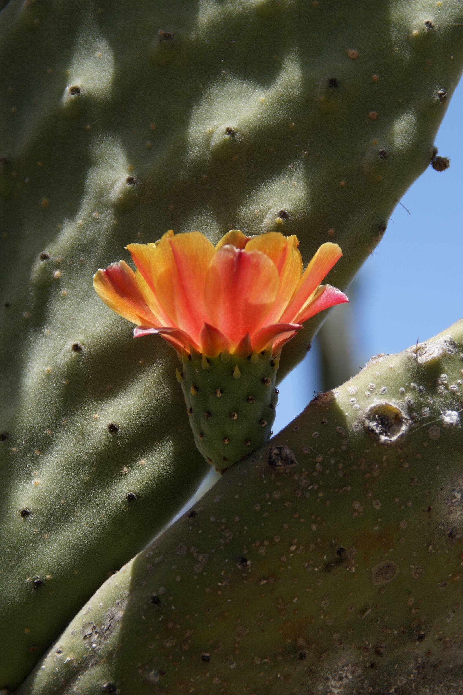 Sony SLT-A58 sample photo. Cactus, cactus blossom, orange photography