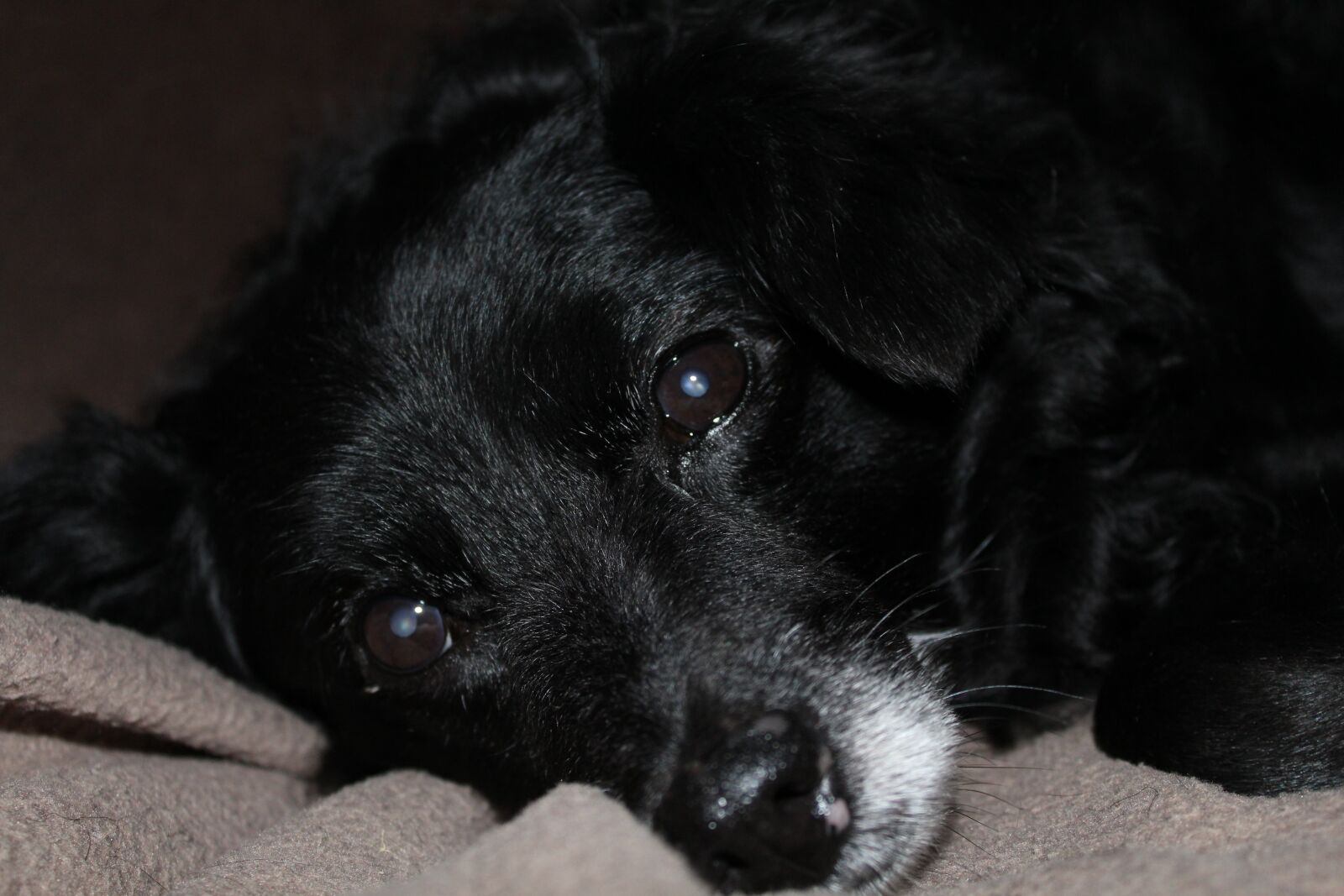 Canon EOS 1200D (EOS Rebel T5 / EOS Kiss X70 / EOS Hi) sample photo. Pet, dog, animal photography