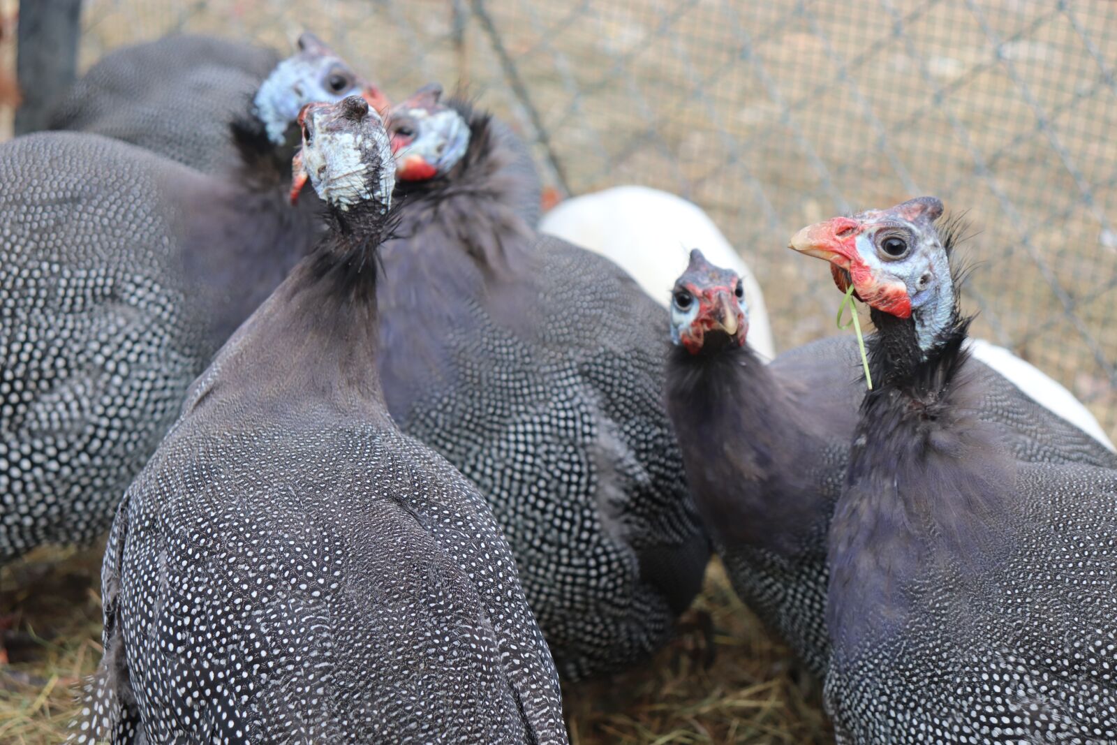 Canon EOS 200D (EOS Rebel SL2 / EOS Kiss X9) sample photo. Iranian chicken, natural, bird photography