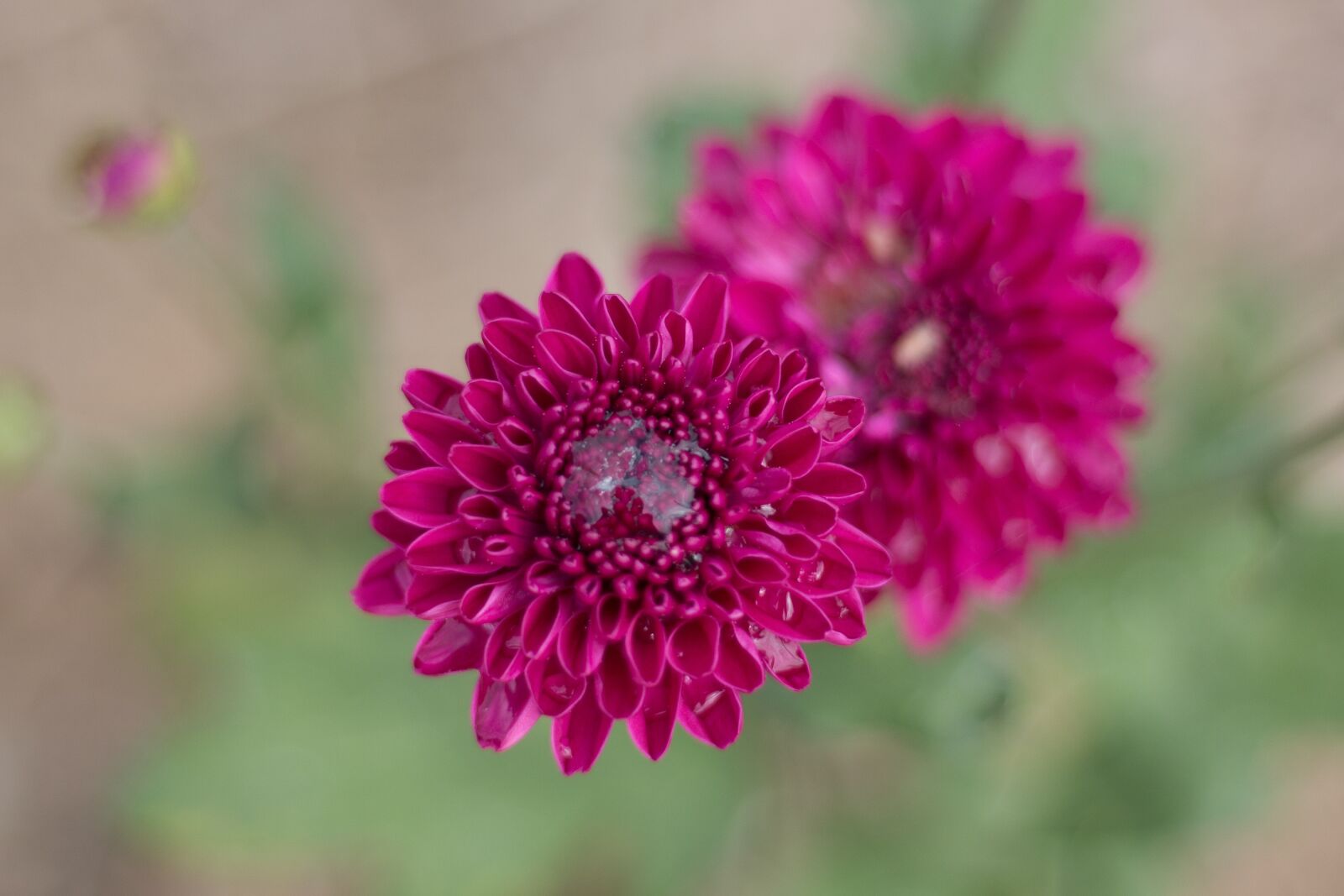 Canon EF 50mm F1.8 STM sample photo. Chrysanthemum, flowers, flowers photography