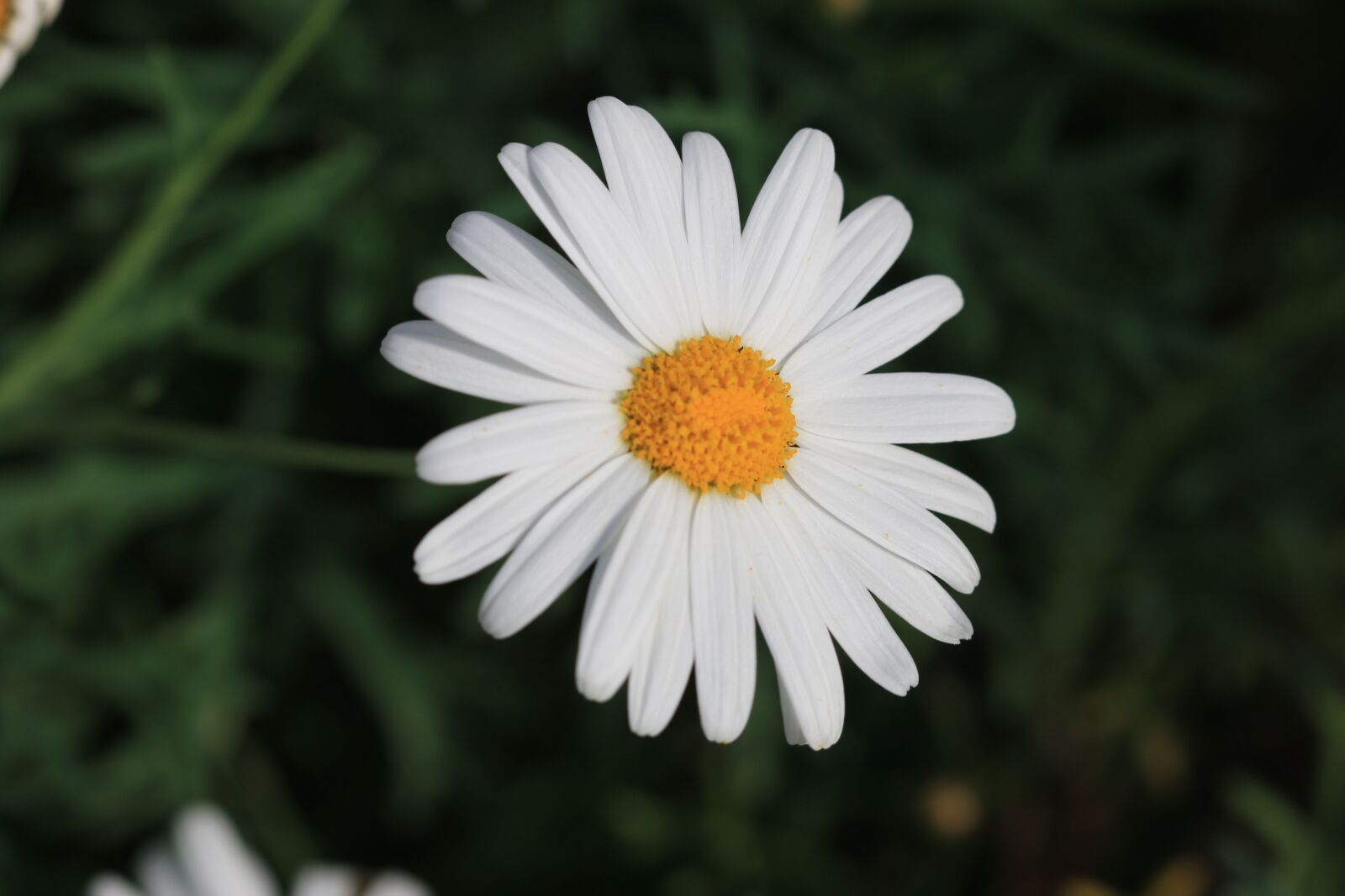 Canon EOS 70D + Canon EF 100mm F2.8 Macro USM sample photo. Daisy, white, flower photography