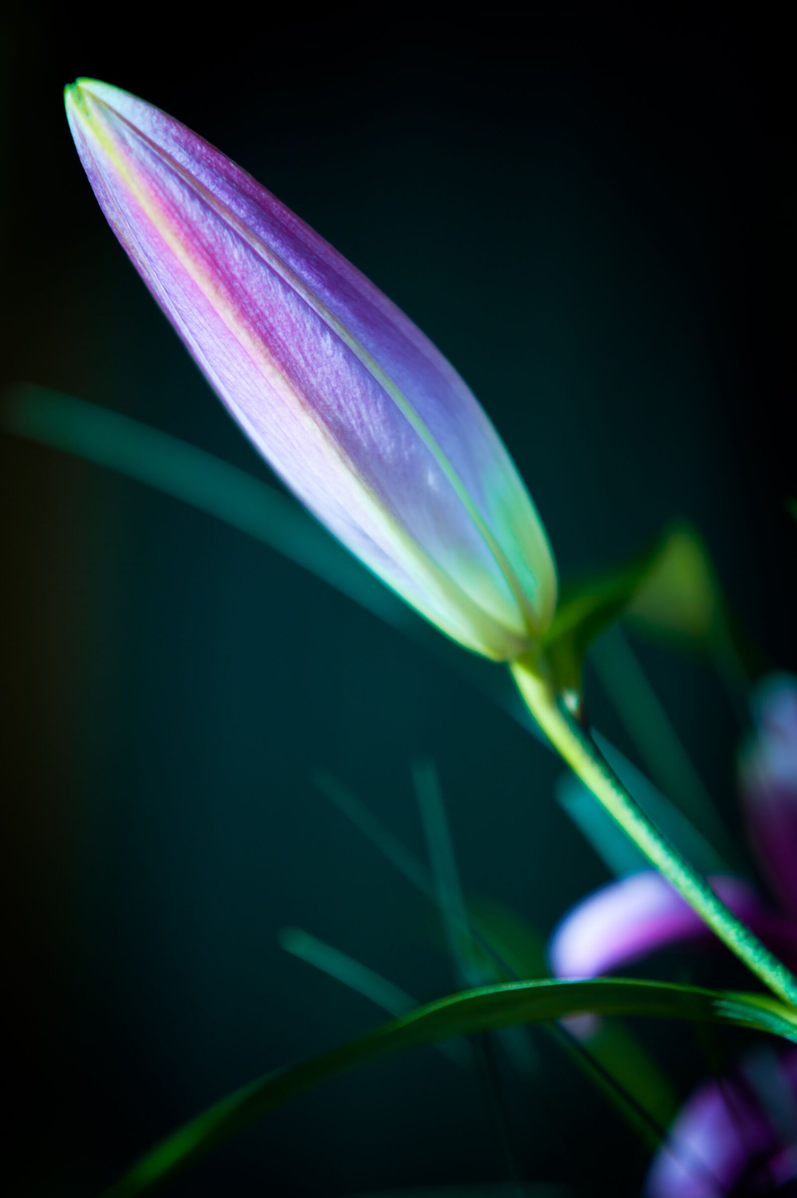 Nikon D700 sample photo. Lily, pink, flower photography