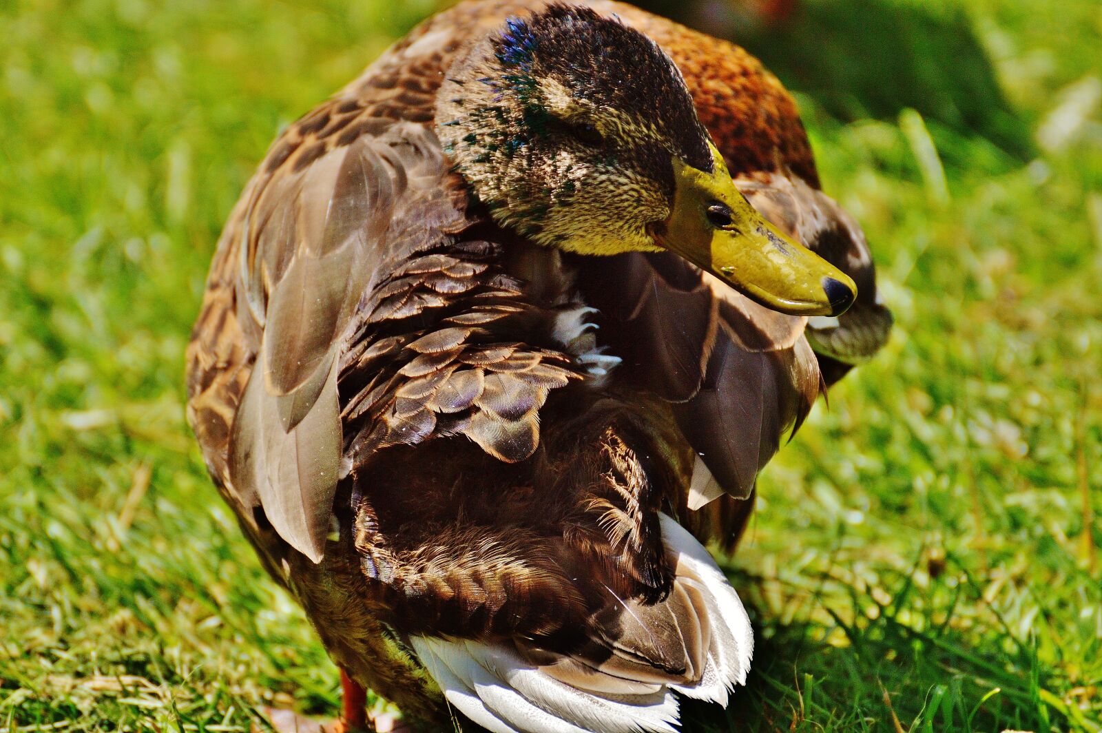 Nikon D3200 sample photo. Duck, head, twisted photography