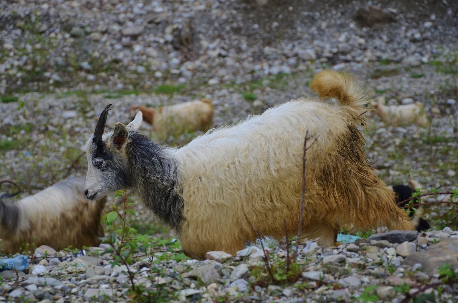 Nikon D7000 sample photo. Goat, goats, animal photography