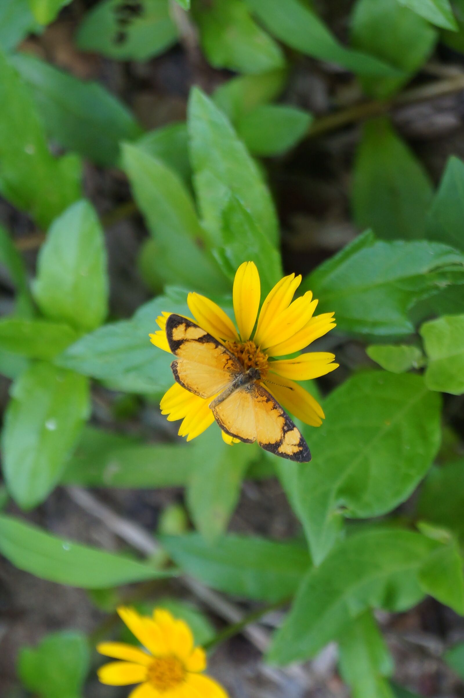 Sony SLT-A37 + Sony DT 18-55mm F3.5-5.6 SAM sample photo. Butterflies, balne rio cambori photography