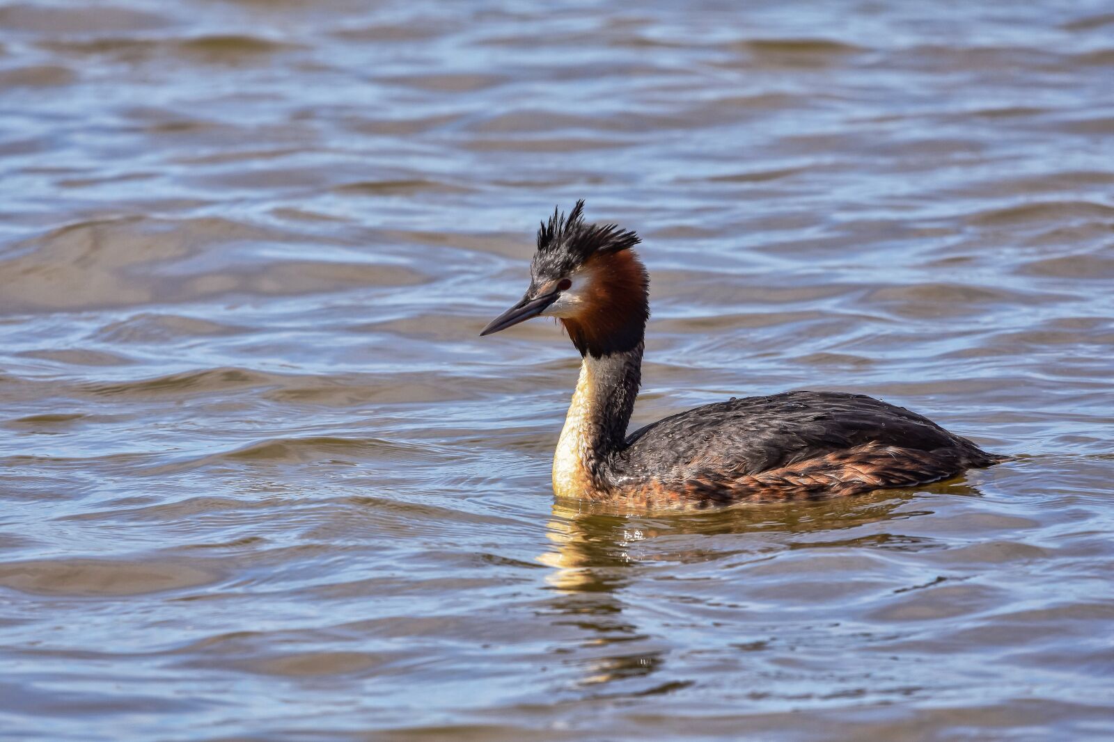 Nikon D7200 sample photo. Animal, pond, water photography