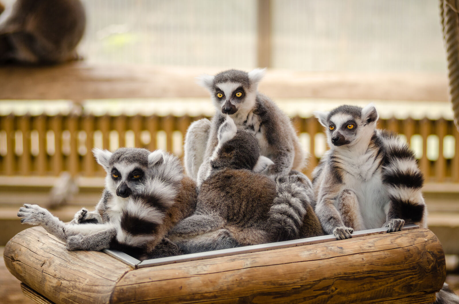 AF Zoom-Nikkor 80-200mm f/2.8 ED sample photo. Lemur, on, wooden, railings photography