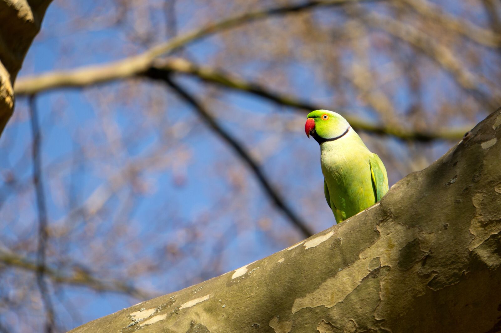 Sony E 55-210mm F4.5-6.3 OSS sample photo. Necked parakeet, small alexander photography