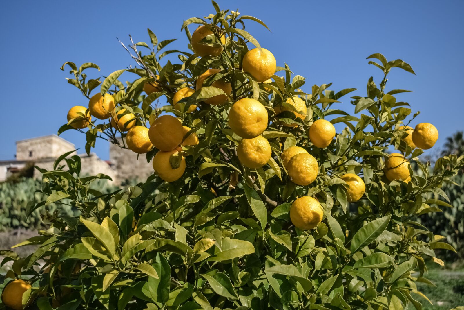 Nikon D3300 sample photo. Bitter orange, citrus, fruit photography