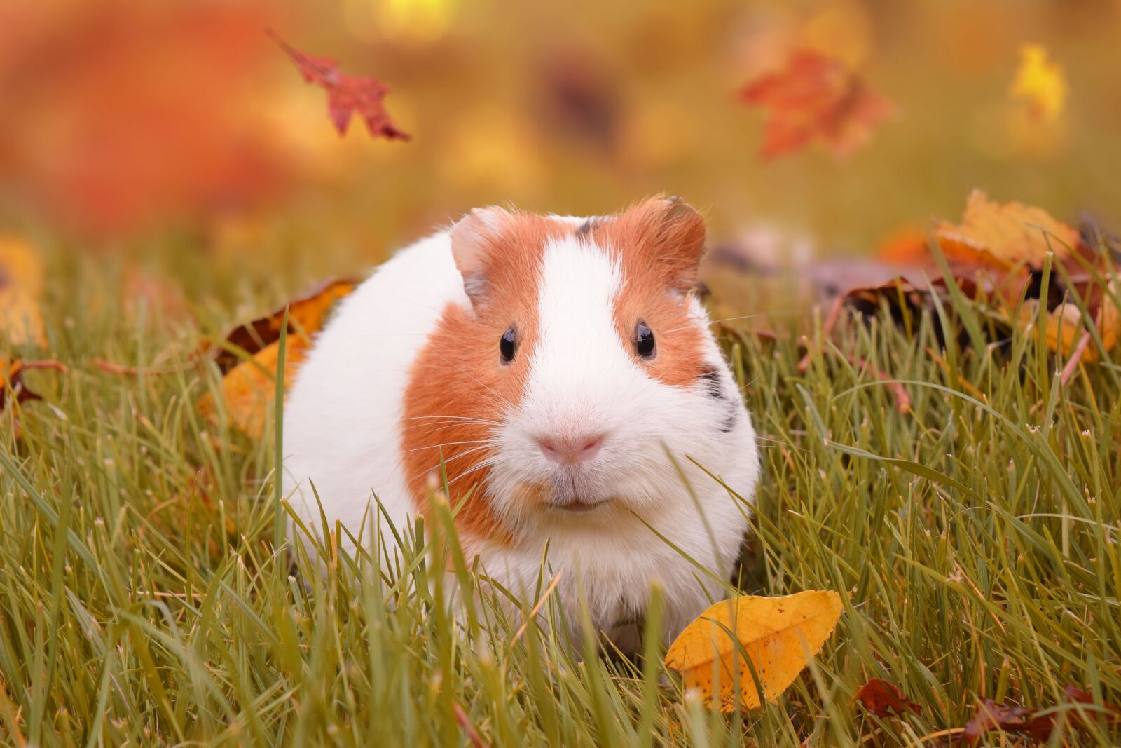 Nikon D3300 sample photo. Autumn, guinea pig, pig photography