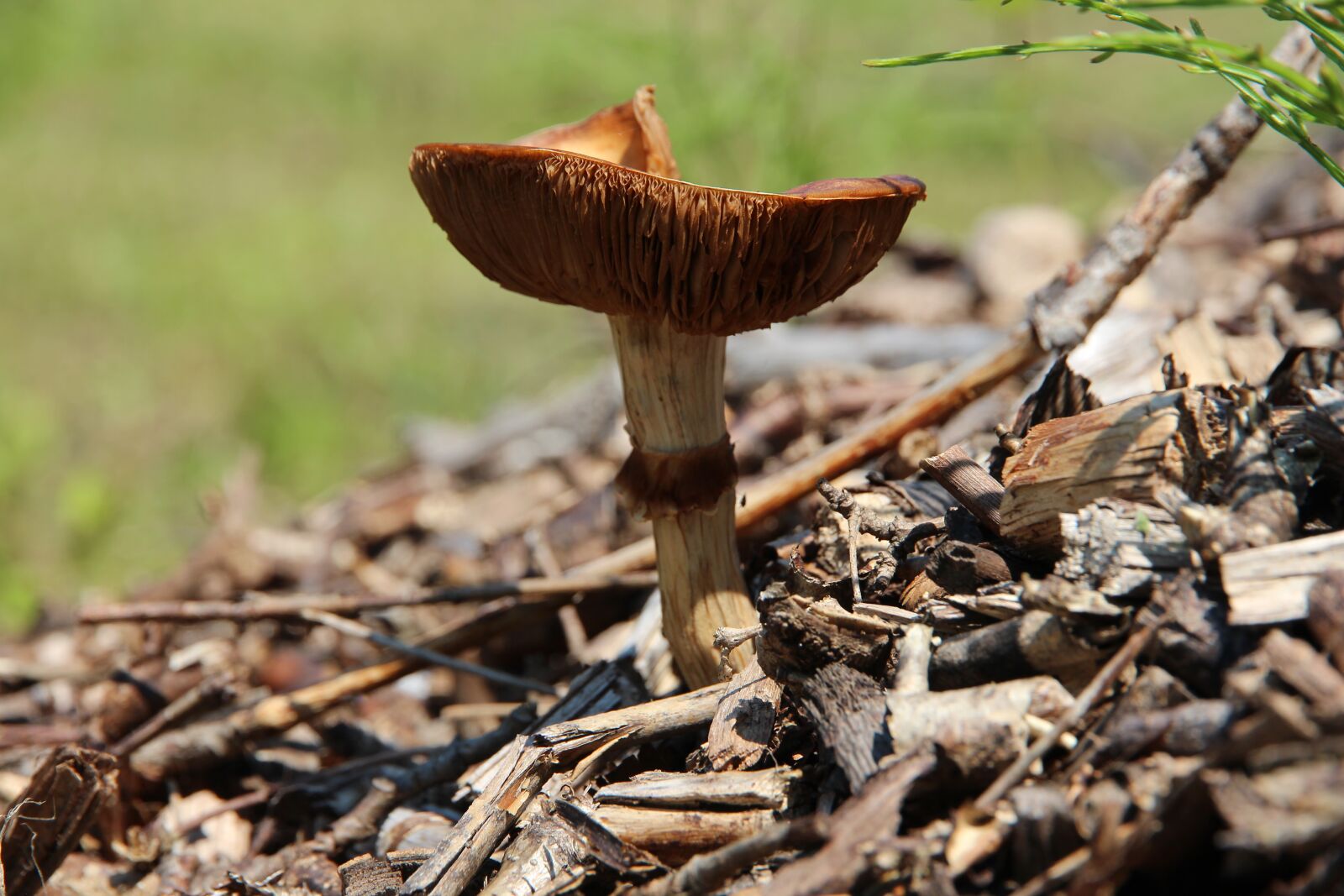 Canon EF-S 15-85mm F3.5-5.6 IS USM sample photo. Mushrooms, nature, harvest photography