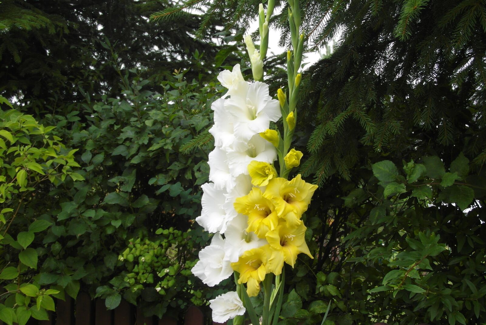 Samsung WB750 sample photo. Gladioli, flower, garden photography