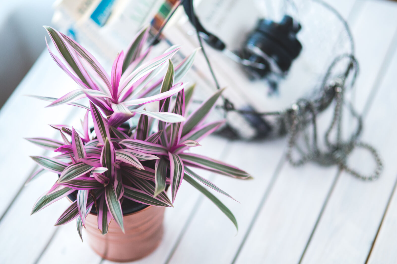 Canon EOS 6D + Sigma 85mm F1.4 EX DG HSM sample photo. Pink, houseplant, for, decoration photography