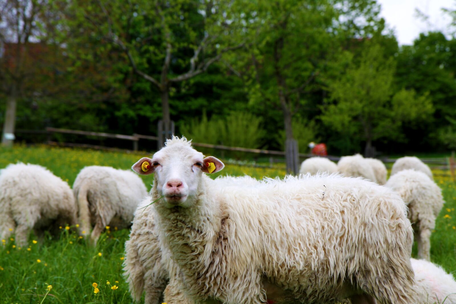 Canon EOS 50D sample photo. Zaupelschaf, sheep, flock of photography