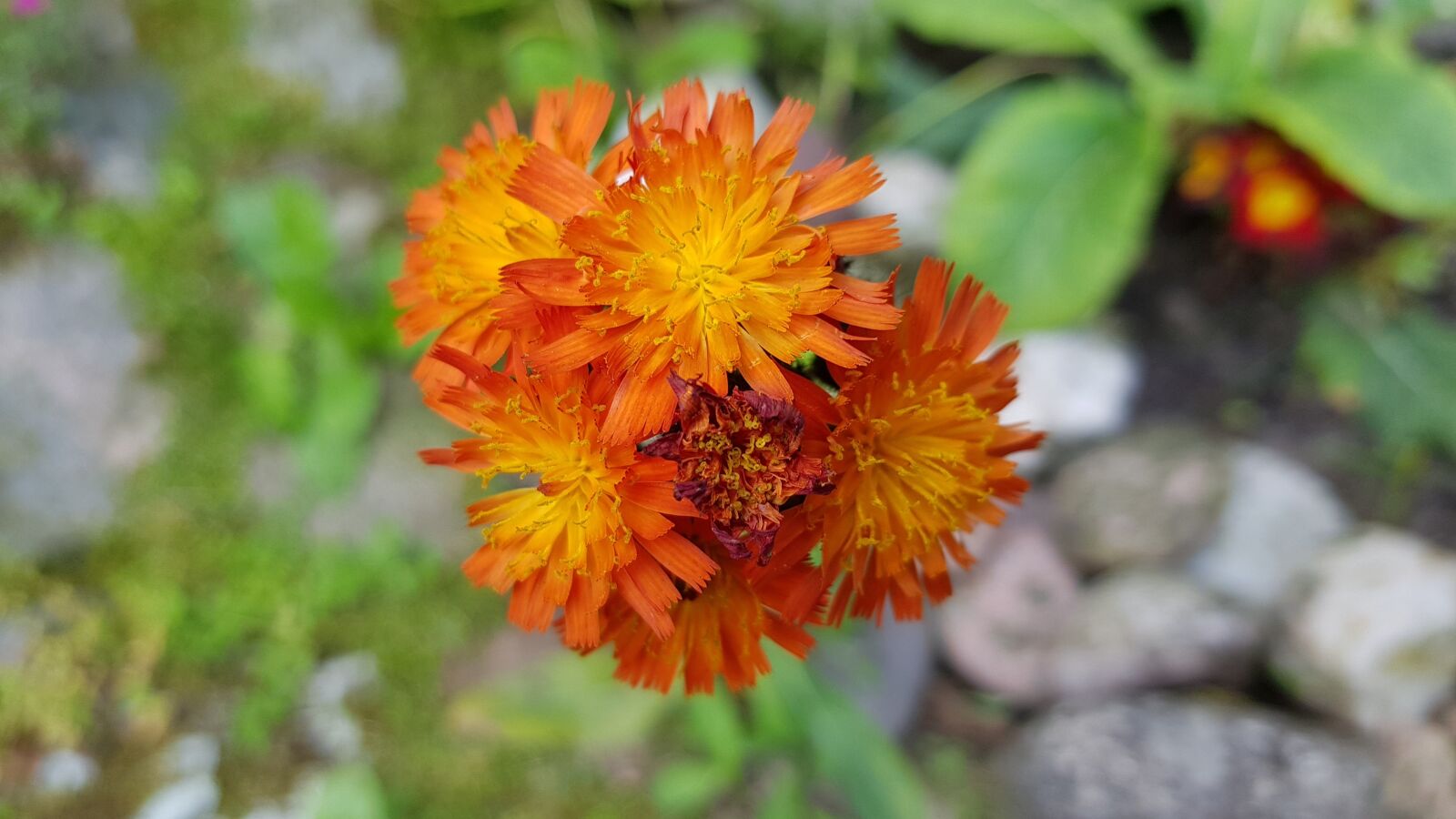 Samsung Galaxy S8+ sample photo. Hawkweed, flower, bloom photography