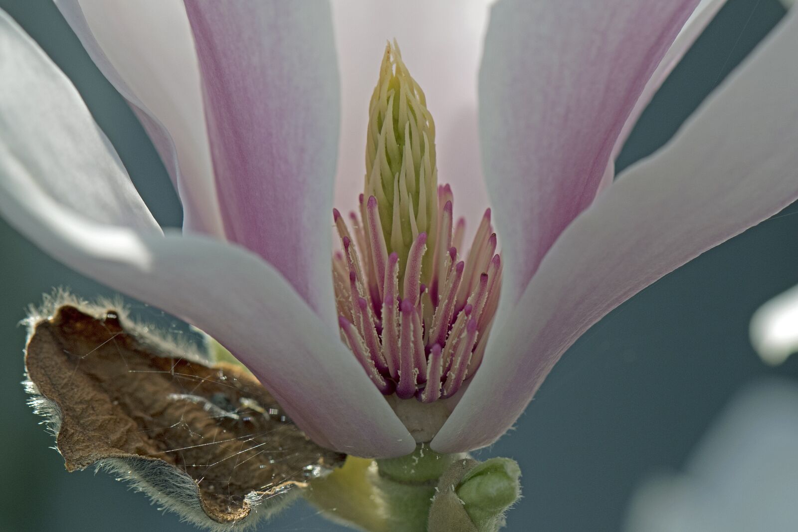 Nikon D500 sample photo. Magnolia, blossom, bloom photography