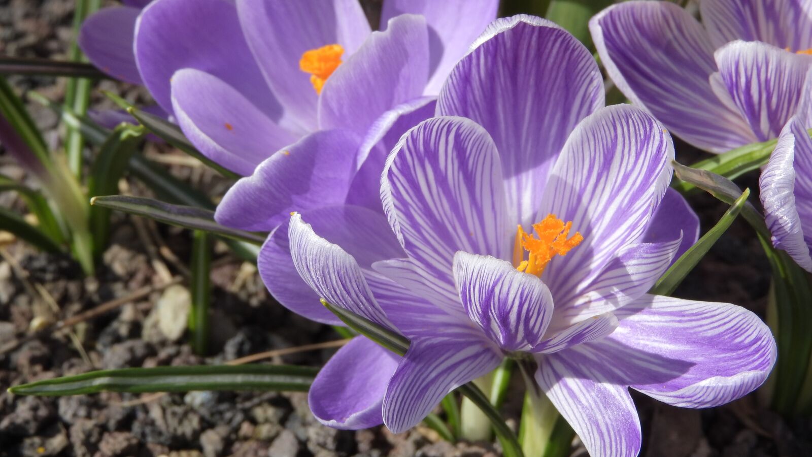 Nikon Coolpix P610 sample photo. Saffron, crocus, flowering afr photography
